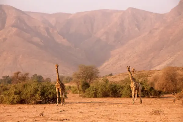 Giraffen vor Bergkulisse in Namibias Kaokoveld