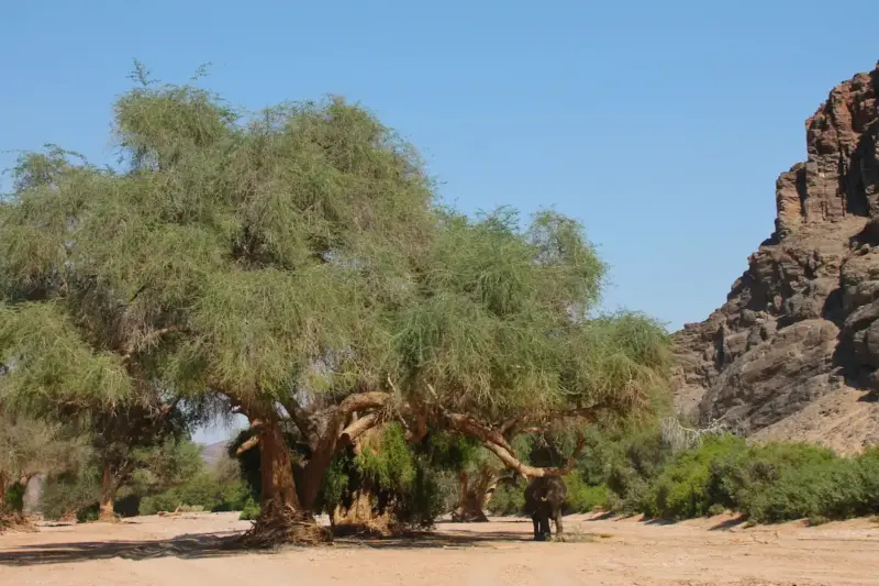 Wüstenelefant unter hohen Bäumen im Hoanib in Namibia