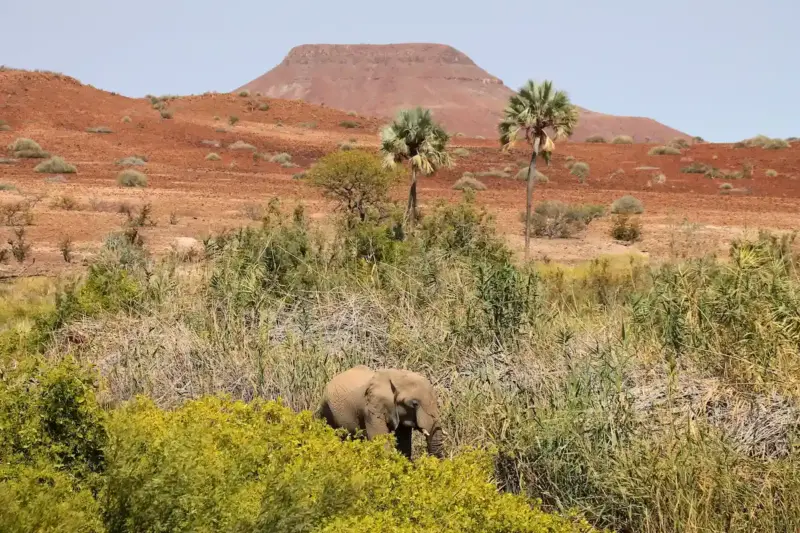 Wüstenelefant unter Palmen