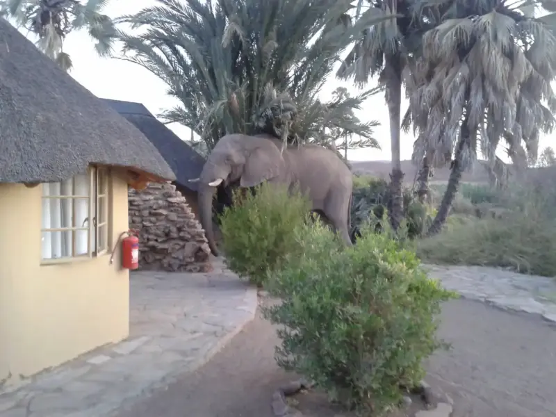 Wüstenelefant in einer Lodge