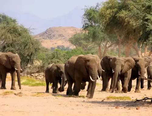 Wüstenelefanten in Namibia erleben | Beste Orte, Tipps