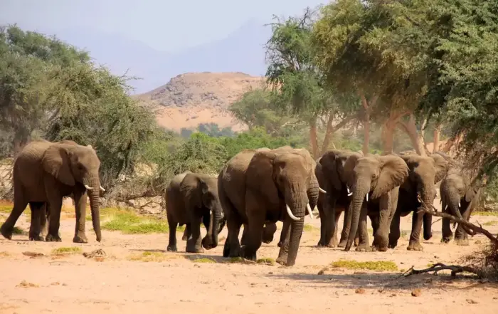 Eine Herde Wüstenelefanten im Huab Trockenfluss, Namibia