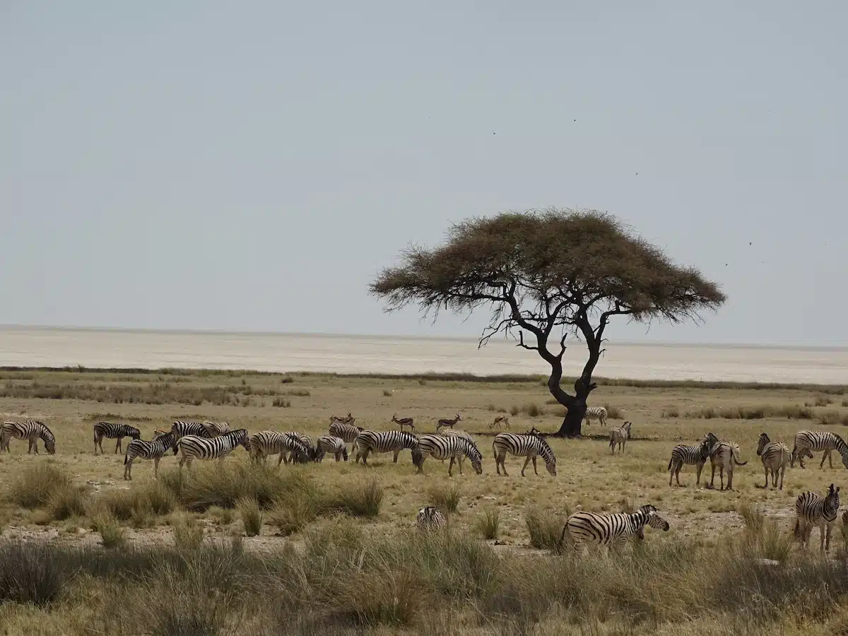 Schirmakazie mit Zebras vor der Etosha Pfanne