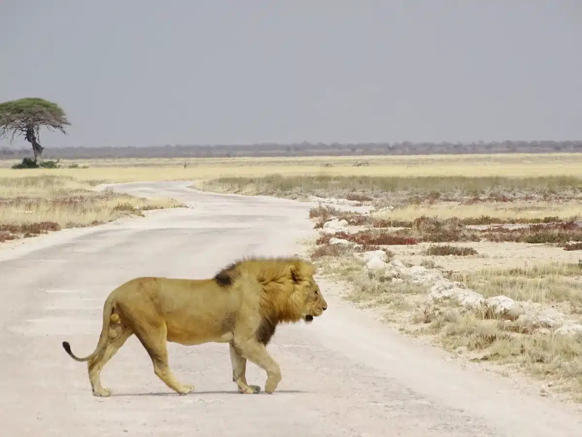 Löwe im Etosha Nationalpark