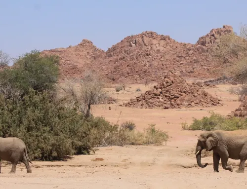 Namibia Kleingruppenreise (2-8): Wüstenelefanten, Etosha & Sossusvlei (14 Tage, deutsch)