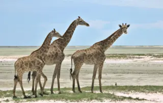 Giraffen vor der Etosha Pfanne